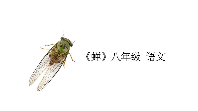 人教部编版八年级语文上册第二十课蝉 精品课件第1页