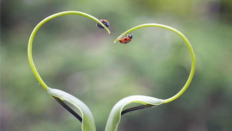 第5单元 名著导读:《昆虫记》课件 2021--2022学年部编版八年级语文上册01