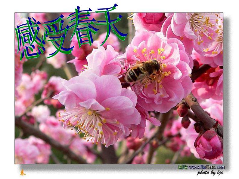 人教部编语文七年级上 春8 课件01