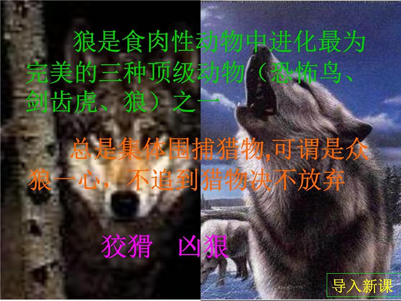 人教部编语文七年级上 狼8 课件03