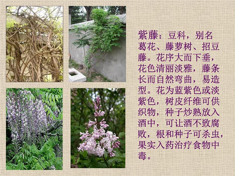 部编版语文七年级下册紫藤萝瀑布6 课件第2页
