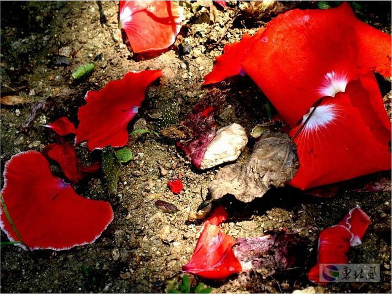 部编版语文七年级下册己亥杂诗 2 课件04