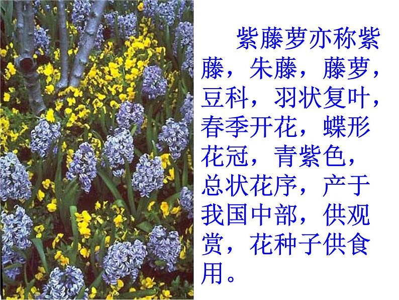 部编版语文七年级下册紫藤萝瀑布7 课件03