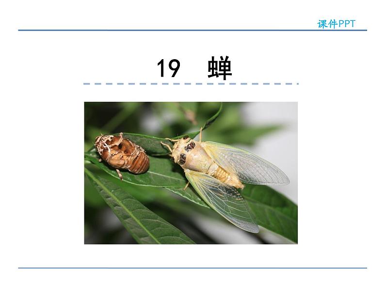人教部编语文八年级上 19  蝉 课件01