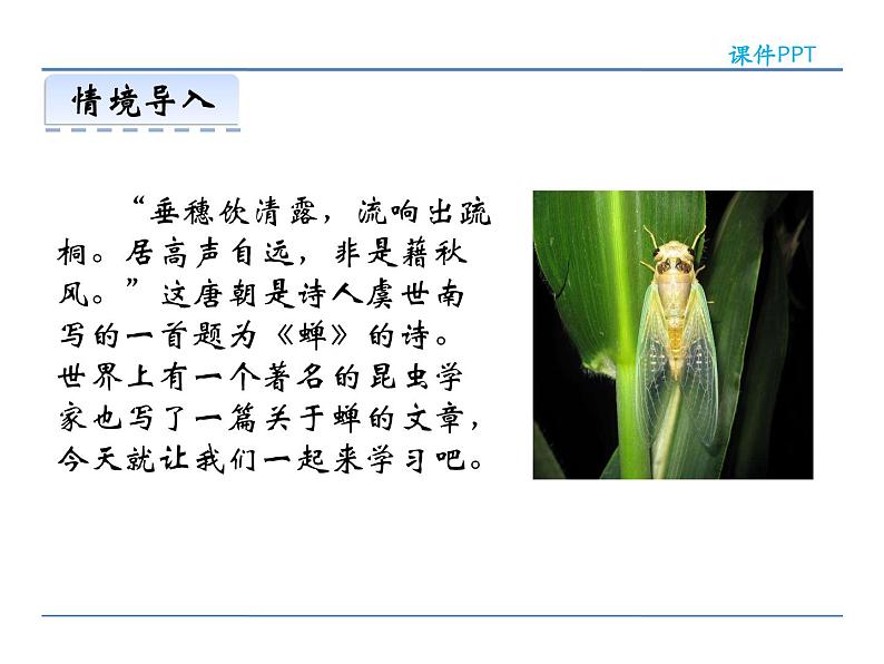 人教部编语文八年级上 19  蝉 课件02