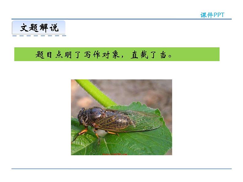 人教部编语文八年级上 19  蝉 课件05