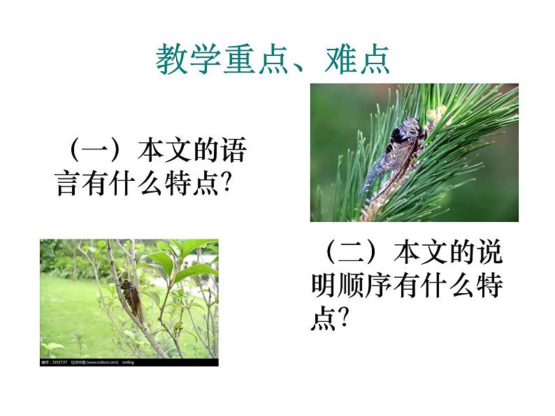 人教部编语文八年级上 19.蝉 (共24张PPT) 课件06