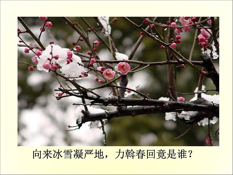 4.卜算子·咏梅 课件05