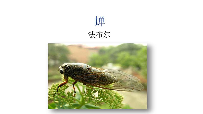第20课  蝉(课件)第1页