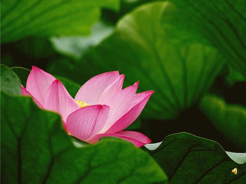 部编版七年级语文上册《荷叶·母亲》PPT优秀课件 (1)第4页