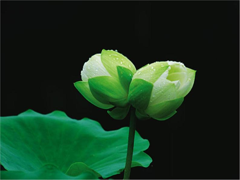 部编版七年级语文上册《荷叶·母亲》PPT优秀课件 (1)第5页