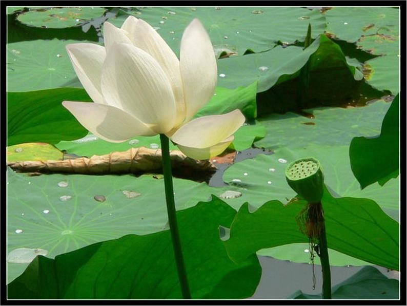 部编版七年级语文上册《荷叶·母亲》PPT优秀课件 (1)第6页