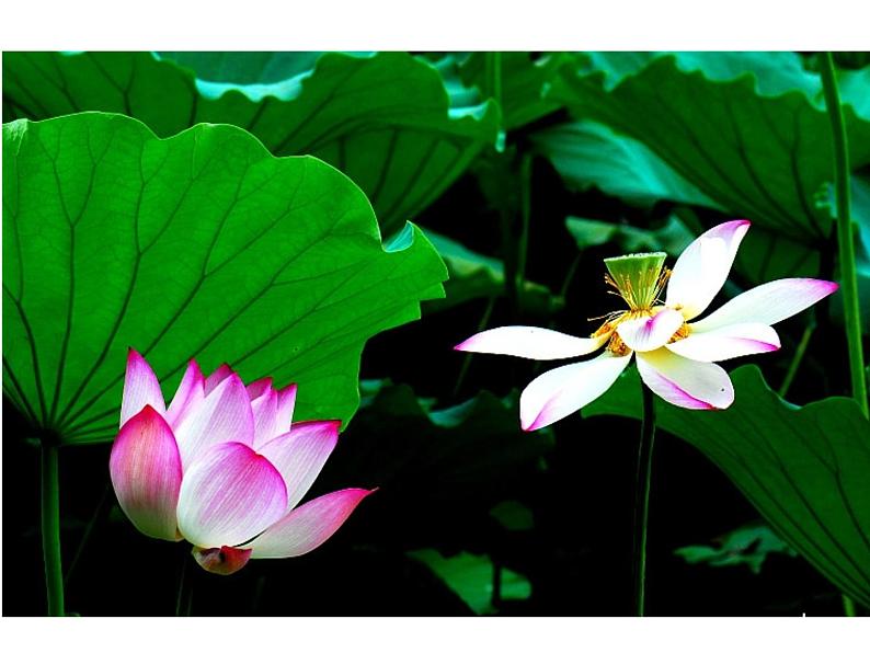 部编版七年级语文上册《荷叶·母亲》PPT优秀课件 (1)第7页