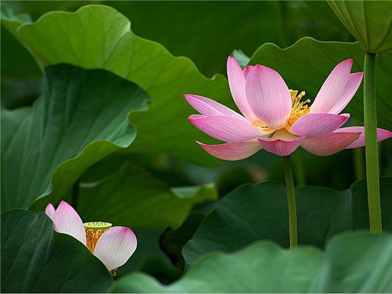 部编版七年级语文上册《荷叶·母亲》PPT优秀课件 (1)第8页