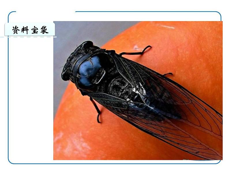 部编版八年级语文上册《蝉》PPT优秀课件 (9)第2页