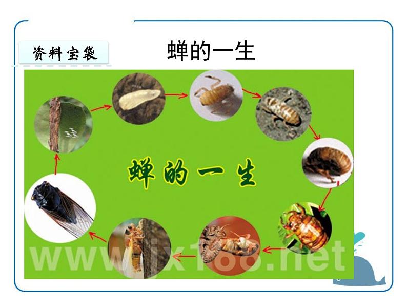 部编版八年级语文上册《蝉》PPT优秀课件 (9)第3页