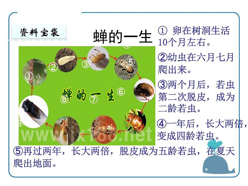 部编版八年级语文上册《蝉》PPT优秀课件 (9)第4页