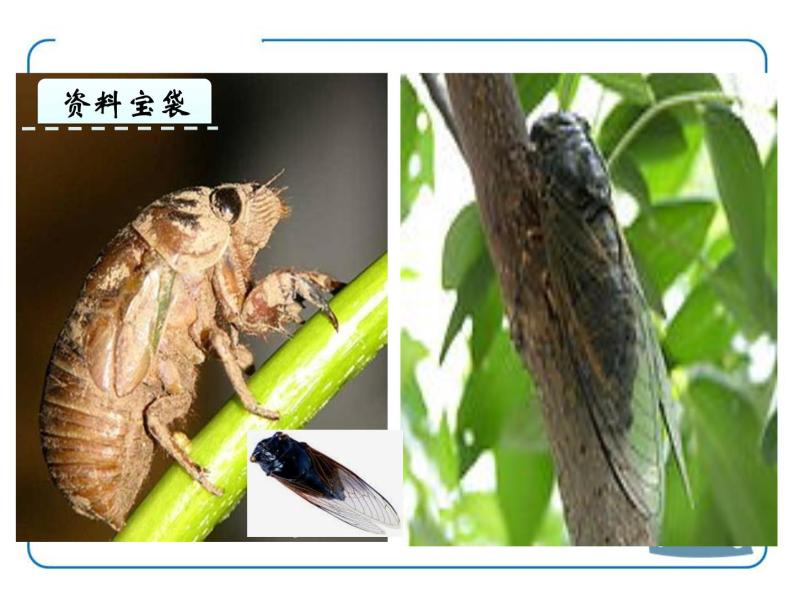 ppt课件主要包含了蝉的一生,需要掌握的字词,合作探究等内容,欢迎下载