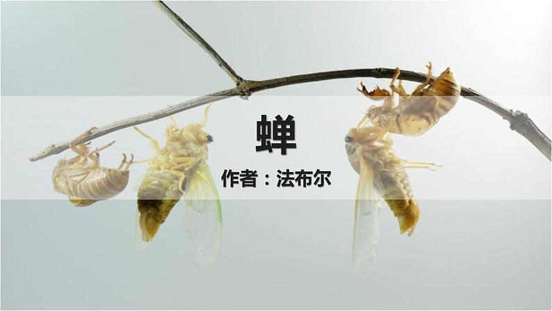 部编版八年级语文上册《蝉》PPT优秀课件 (4)第1页