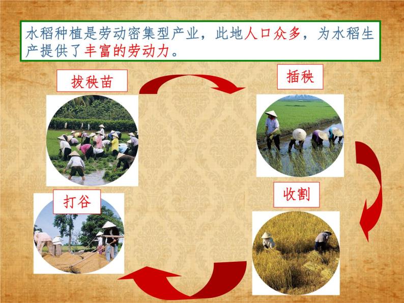 3.1.1稻作文化的印记 课件--2022-2023学年浙江省人教版人文地理七年级上册07