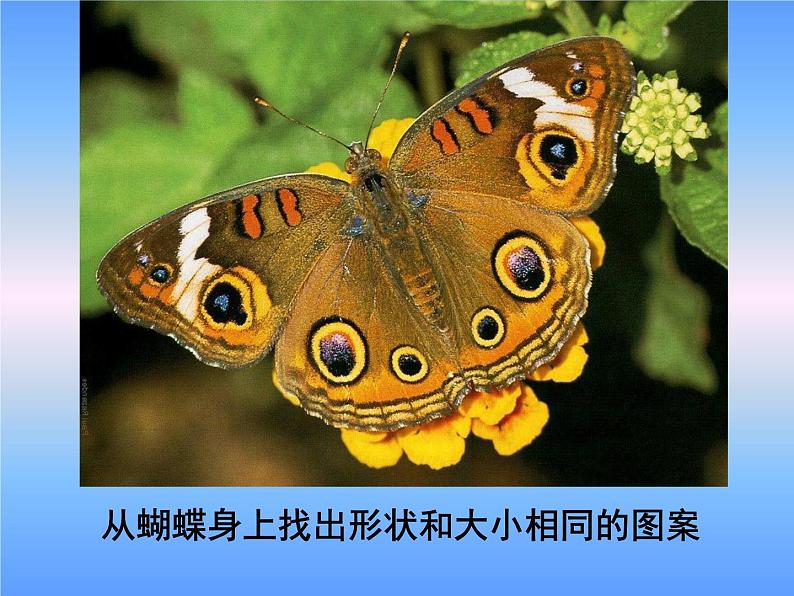 湘教版数学八年级上册(新) 课件:2.5《全等三角形》(第1课时)(共12张PPT)02
