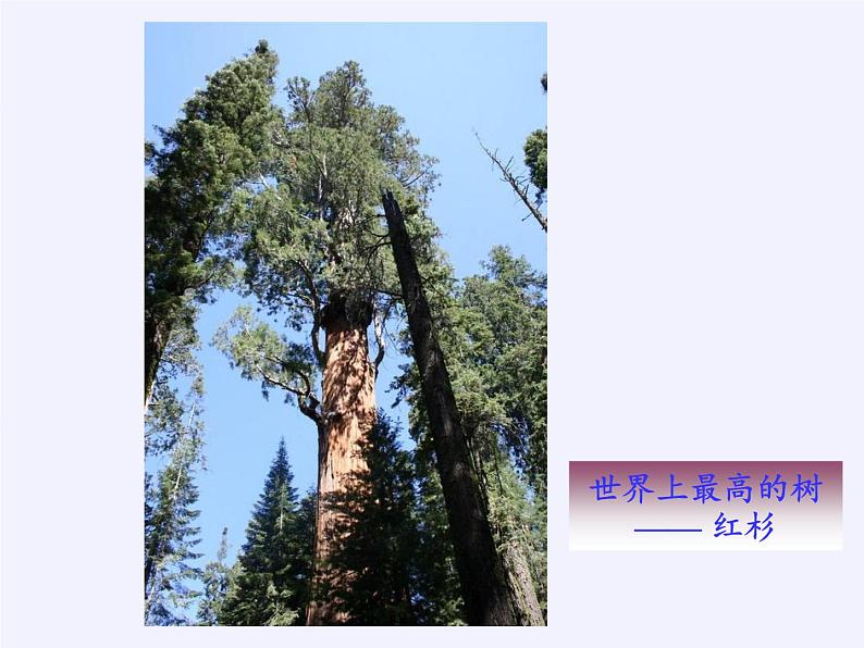 华东师大版数学九年级上册 24.1 测量(课件)03