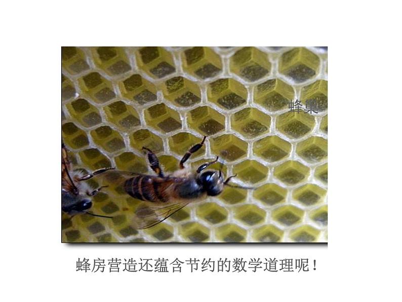 第1章 走进数学世界第1课时 2022七年级数学上册同步课件新版华东师大版第7页