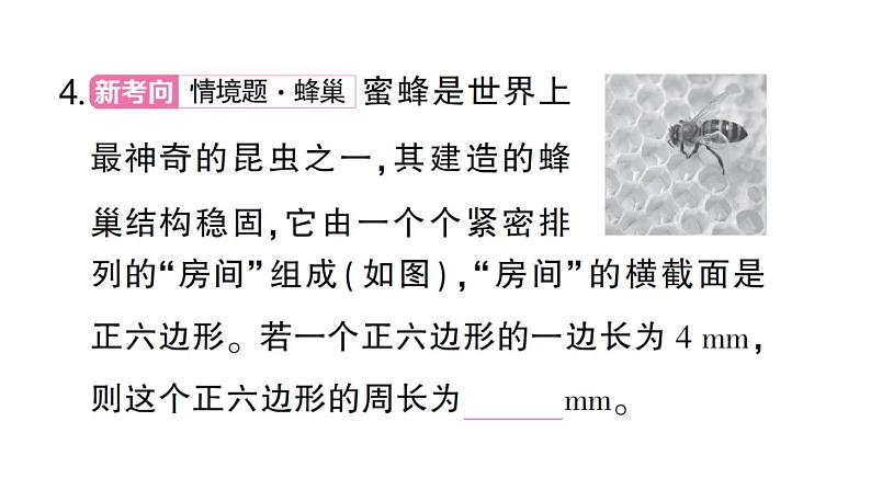 初中数学新北师大版七年级上册4.3 多边形和圆的初步认识作业课件2024秋第4页