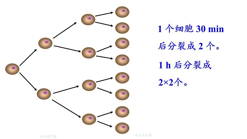 初中数学新北师大版七年级上册2.4第1课时 有理数的乘方教学课件2024秋第3页