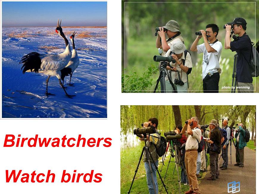 8A Unit6 Birdwatching Main Task教案第2頁