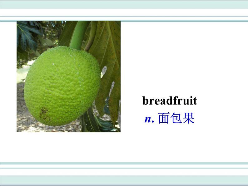 牛津译林版英语八下 Unit 8 A green world 课件6第5页