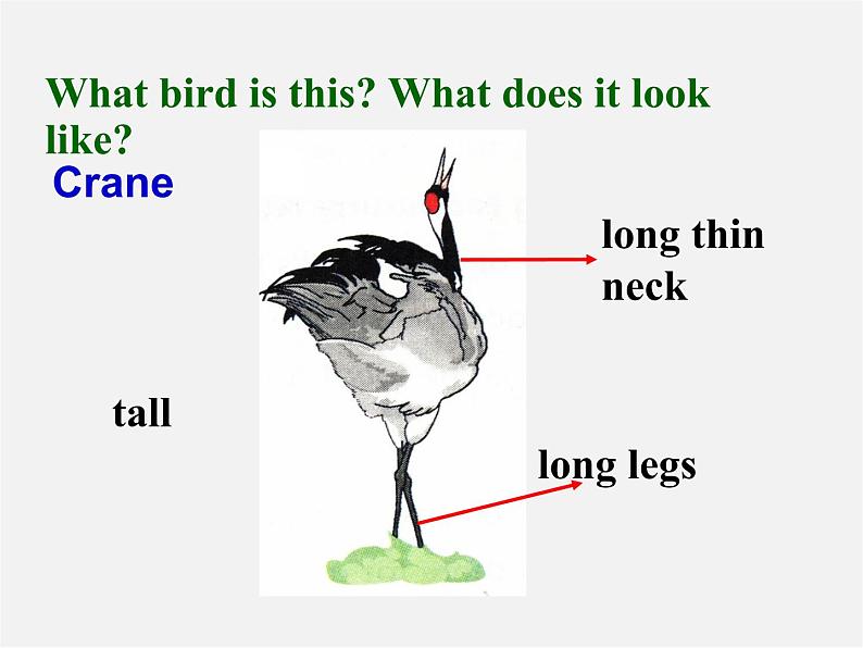江苏省永丰初级中学八年级英语上册 Unit 6 Bird watching Welcome to the unit课件第8页