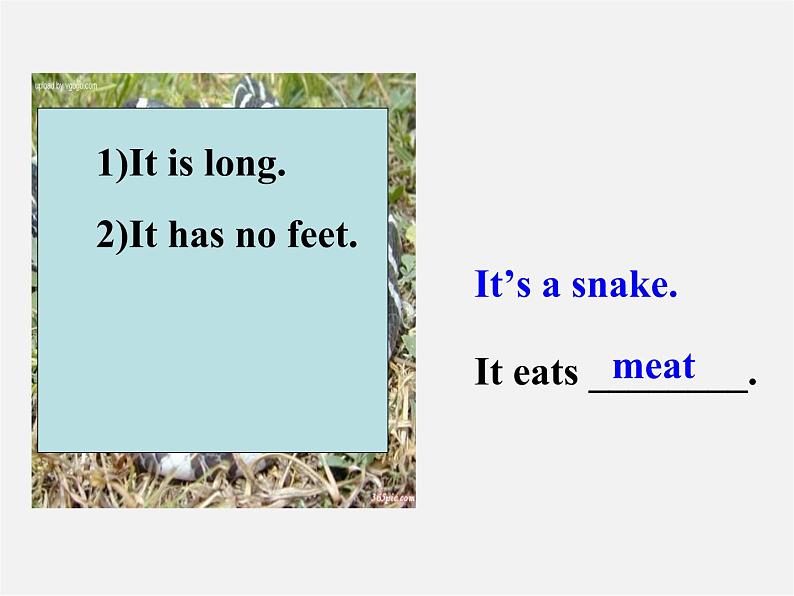 广东省佛山市第十四中学七年级英语上册 Module 6 A trip to the zoo Unit 1 Does it eat meat课件 (新版)外研版第4页