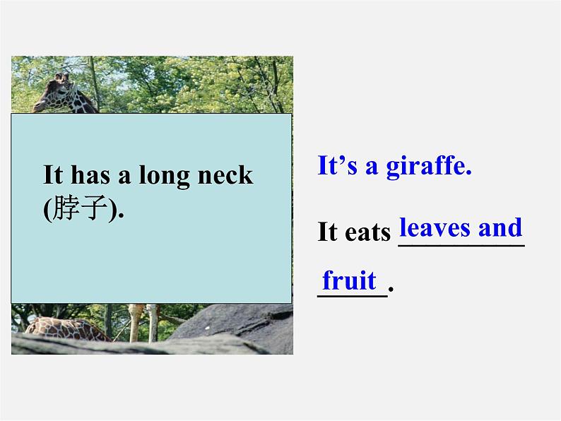 广东省佛山市第十四中学七年级英语上册 Module 6 A trip to the zoo Unit 1 Does it eat meat课件 (新版)外研版第6页