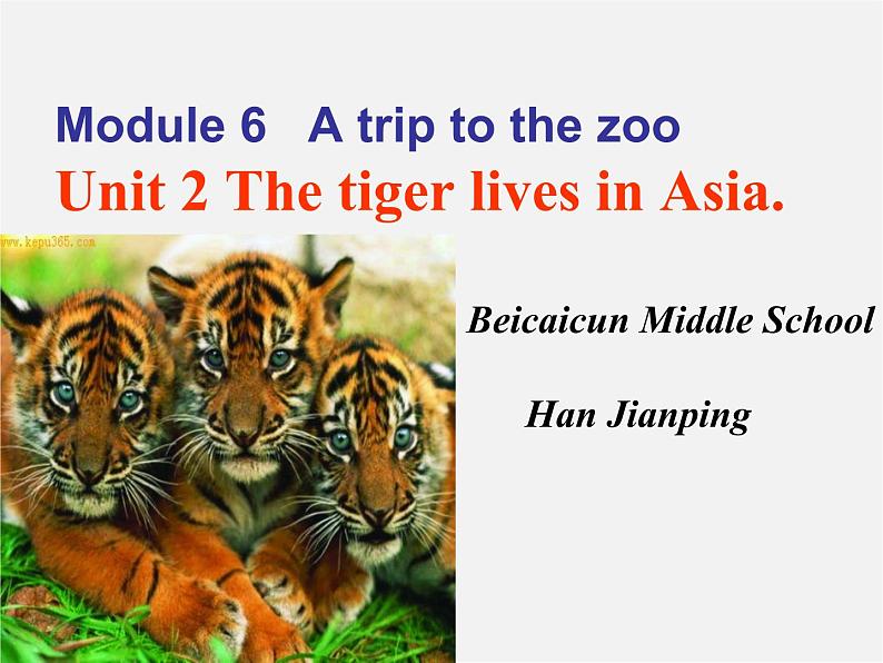 七年级英语上册 Module 6 A trip to the zoo Unit 2 The tiger lives in Asia课件 (新版)外研版02