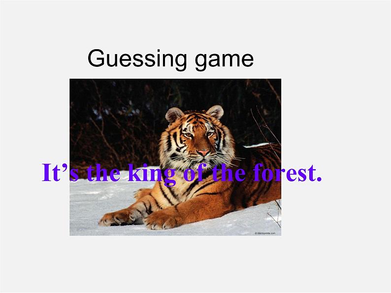 七年级英语上册 Module 6 A trip to the zoo Unit 2 The tiger lives in Asia课件 (新版)外研版06
