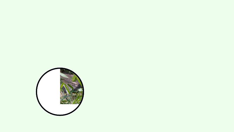 Unit5 Why do you like pandas(第1课时)课件(送教案练习)07