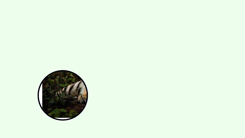 Unit5 Why do you like pandas(第1课时)课件(送教案练习)08