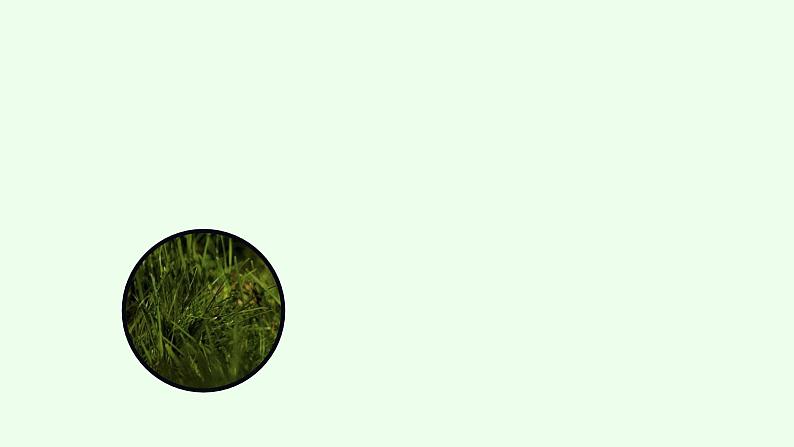 Unit5 Why do you like pandas(第1课时)课件(送教案练习)05
