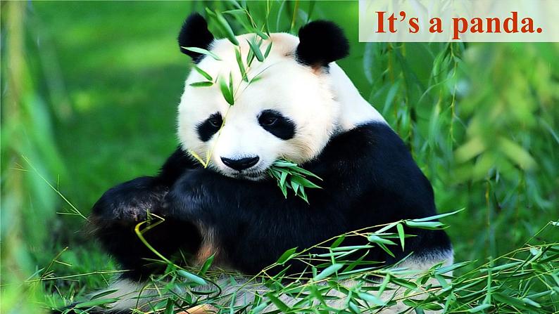 Unit 5 Why do you like pandas Section A(1a—1c) -2021-2022学年七年级英语下册 人教版 课件(共58张PPT)第7页
