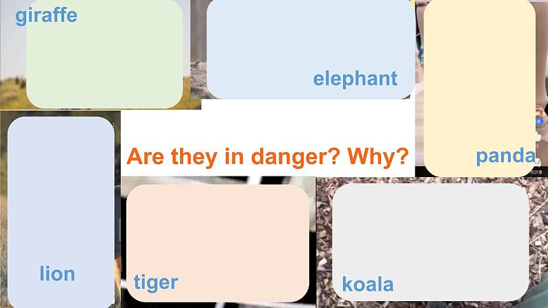 人教版七年级下册 Unit5 Why do you like pandas?SectionB课件PPT02