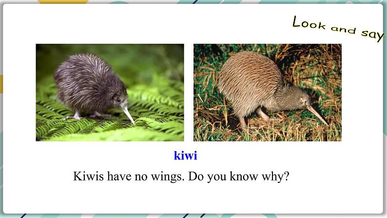 冀教版八年级英语下册--Unit 3 Lesson 14 Amazing Animals(课件+素材)07