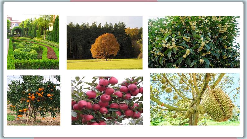 冀教版八年级英语下册--Unit 2 Lesson 8 Why Are Plants Important(课件+素材)05