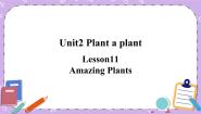 初中英语冀教版八年级下册Lesson 11 Amazing Plants精品ppt课件