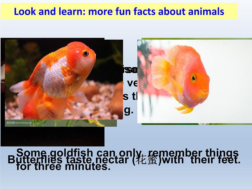 譯林版英語七年級下冊 Unit 5 Amazing things_ntegrated skills 課件第7頁