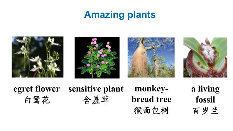 冀教版初中英语八下Unit 2 Lesson 11 Amazing Plants课件+教案+素材03