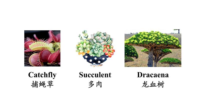冀教版初中英语八下Unit 2 Lesson 11 Amazing Plants课件+教案+素材04