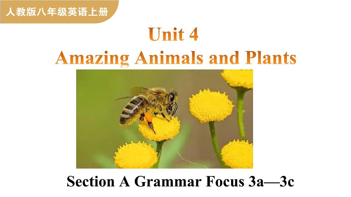 人教版(2024)英语八年级上册 Unit 4 Amazing Animals and Plants 第3课时 Section A Grammar Focus—3c(课件)第1页