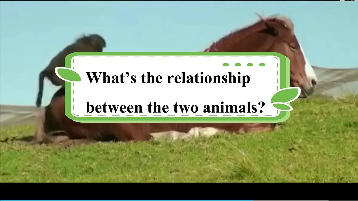 Unit 5 Lesson 2 The rhino and the egret课件第3页