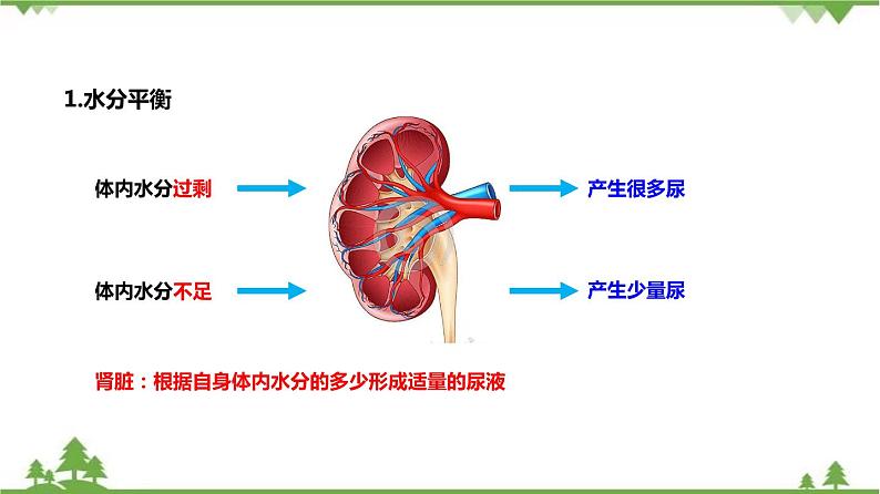 4.5体内物质的动态平衡(第2课时)(课件)(含视频)-九年级科学上册 同步教学课件(浙教版)07
